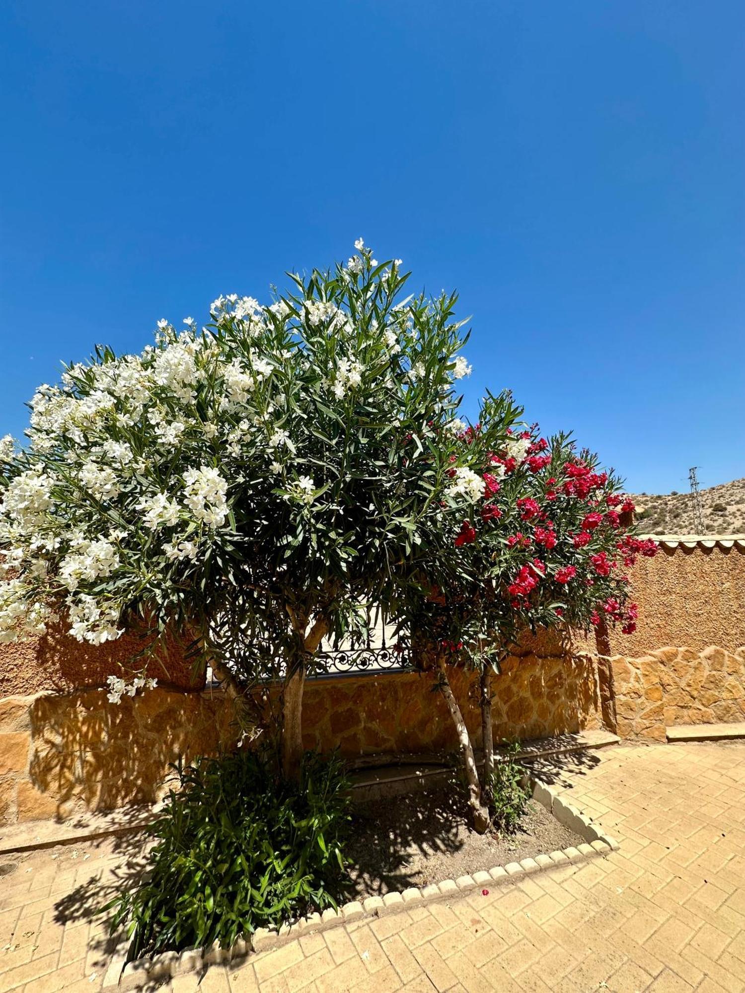 Casa Rural El Pomelo Zurgena Luaran gambar